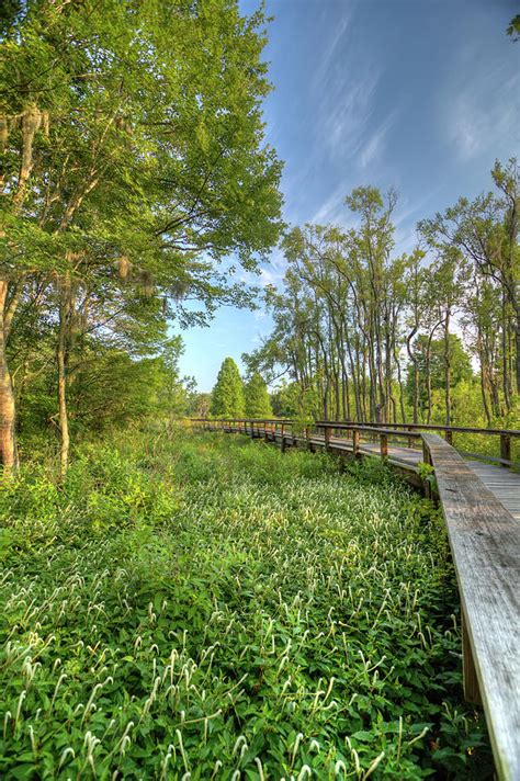 Swamp Garden Magnolia Plantation Photograph by Dustin K Ryan - Fine Art America