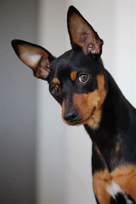 Pin By Roger Kappel On Dog Portraits Mini Pinscher Miniature