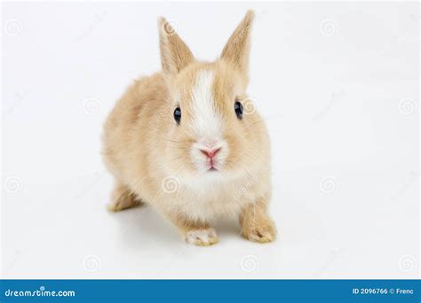 Brown White Bunny Isolated On Stock Photo Image Of Brown Little