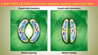 Phototropin | PPT