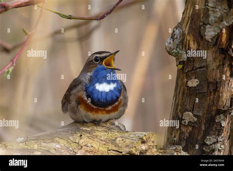 White Spotted Bluethroat Luscinia Svecica Cyanecula Male Sitting And