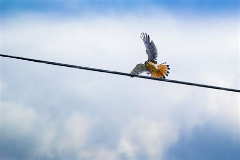 Red-tailed Hawk Flying over Black Cable · Free Stock Photo