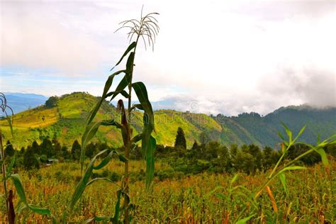 Peak Growth Stock Image Image Of Corn Mountain Crop 63015125