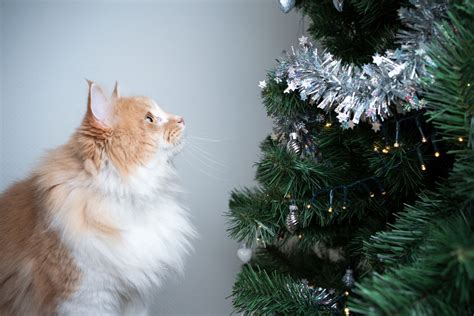 How To Cat Proof Your Christmas Tree And Decorations This Holiday Style Squeeze