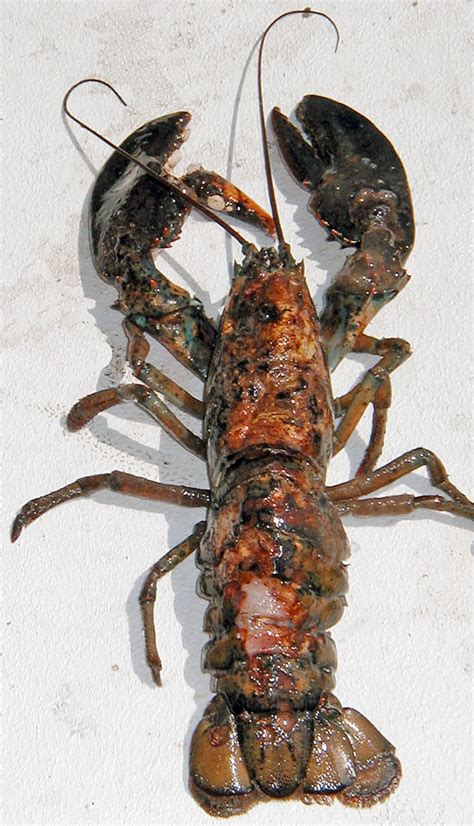 Lobster Shell Disease Should Maine Lobstermen Be Concerned Photo