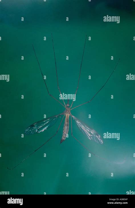 Crane Fly Tipula Sp Underside View Stock Photo Alamy