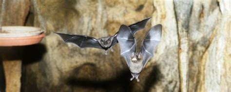 Bat Conservation | The Maryland Zoo