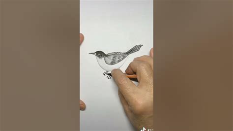 How To Draw A Realistic Bird Step By Step For Beginners Bird