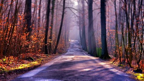 Plants Leaves Shadow Fall Tilt Shift Landscape Nature Branch