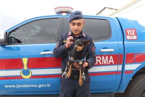 Jandarma personelinden felçli köpek Çiko ya yürüteç