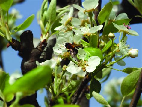 Abelha solitária do género Andrena em flor de pereira Download