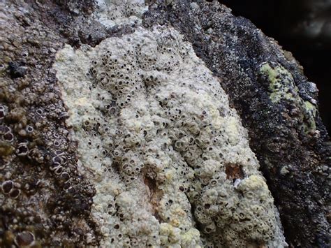 Swindale Lichen Trip Report December Cumbria Lichens And