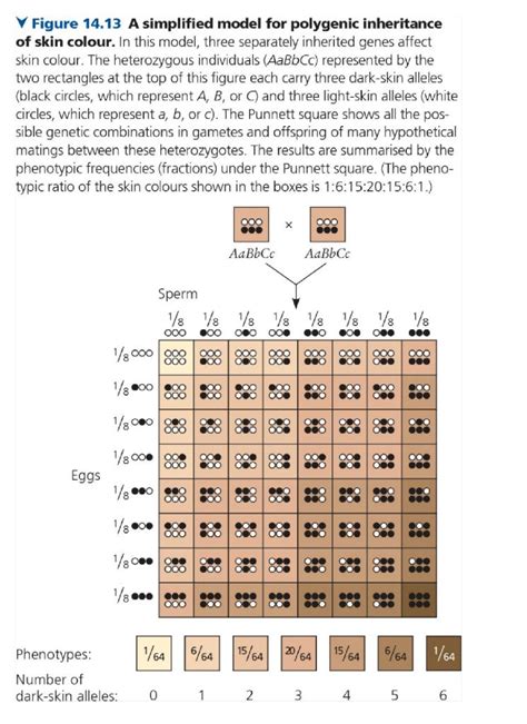 Solved Examining the Punnett Square shown above, you will | Chegg.com