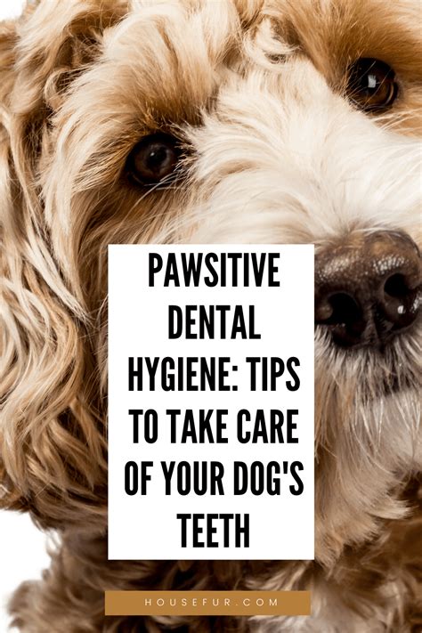 Pawsitive Dental Hygiene Tips To Take Care Of Your Dogs Teeth