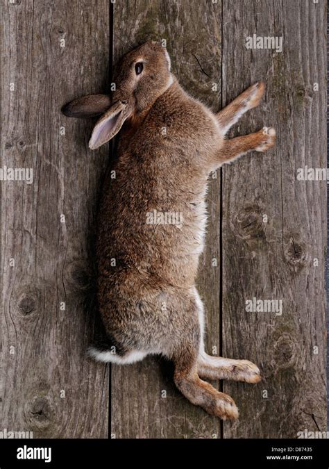 dead rabbit  res stock photography  images alamy