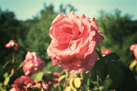 Free Images Blossom Flower Petal Red Pink Flora Floribunda