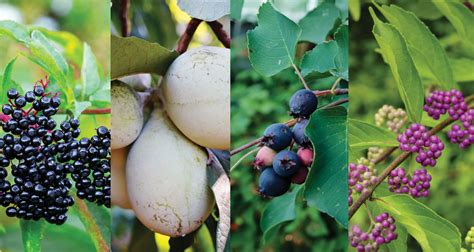 Planting Rare, Yet Native Fruits – Forsyth Family Magazine