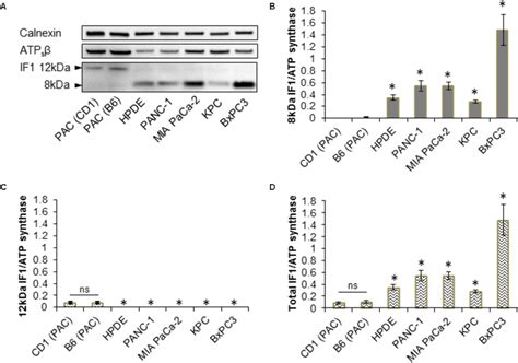 Expression Of If And Atp Synthase In Pancreatic Acinar Cells And