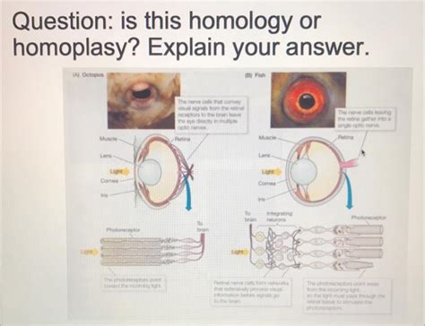 Solved Question: is this homology or homoplasy? Explain your | Chegg.com