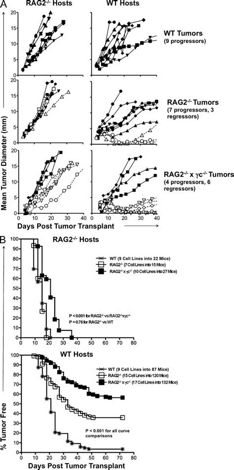 A Majority Of Mca Induced Sarcoma Cell Lines Derived From Rag2−−x