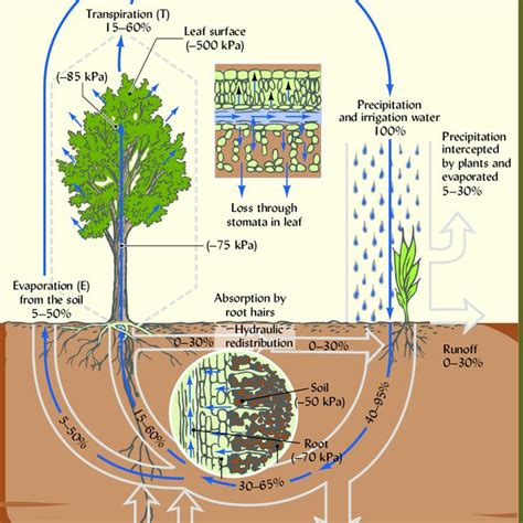 (PDF) Soil Water: Characteristics and Behavior