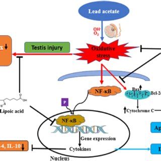 Schematic Presentation Of The Possible Mechanisms Underlying The