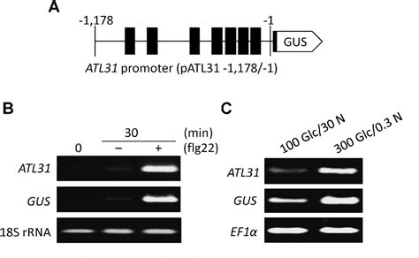 Figure From The Arabidopsis Ubiquitin Ligase Atl Is