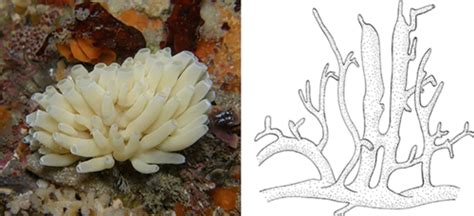 Porifera Lab Flashcards Quizlet