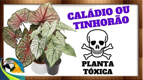 CALÁDIOS OU TINHORÃO PLANTAS PARA LUGARES INTERNOS E SOMBREADOS