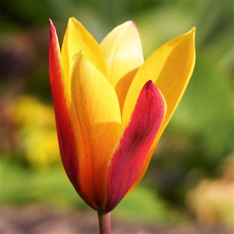 Tulip Clusiana Chrysantha Easy To Grow Bulbs