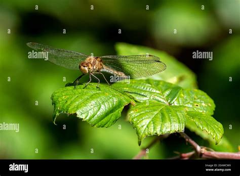 Common Darter dragonfly Stock Photo - Alamy