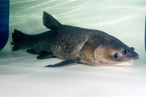 Black Carp Asian Carp Canada