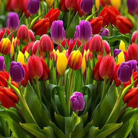 Tulips Meaning Unlocking The Symbolism And Significance Of Different Colors