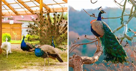 Peacocks For Sale In Pa Finding Peafowl In Pennsylvania Chicken And Chicks Info