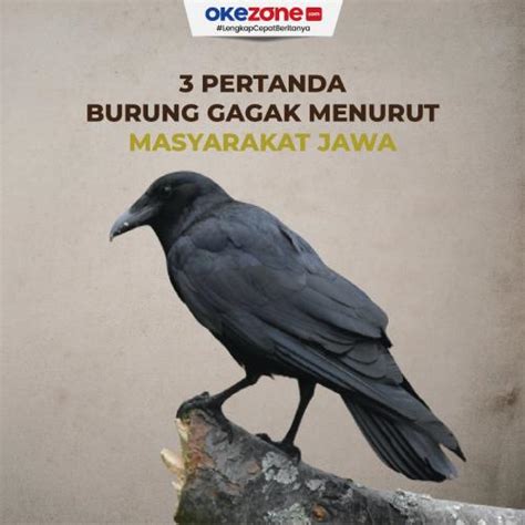 Pertanda Burung Gagak Menurut Masyarakat Jawa Foto Okezone Infografis