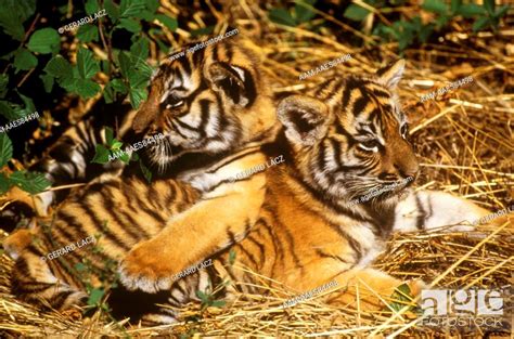 Tiger Cubs (Panthera tigris), Stock Photo, Picture And Rights Managed ...