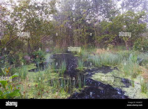 Swamp Wetlands Hi Res Stock Photography And Images Alamy