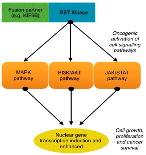 Cancers Free Full Text Rearranged During Transfection Fusions In