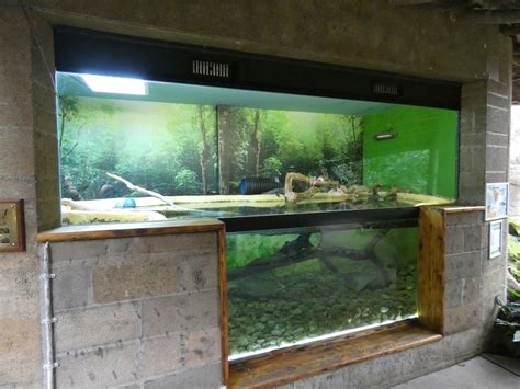 Cuviers Dwarf Caiman Enclosure Zoochat