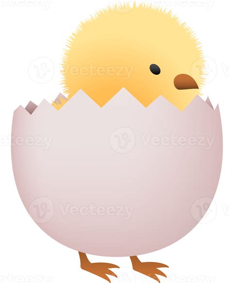 Chick In Broken White Egg Lower Part Png