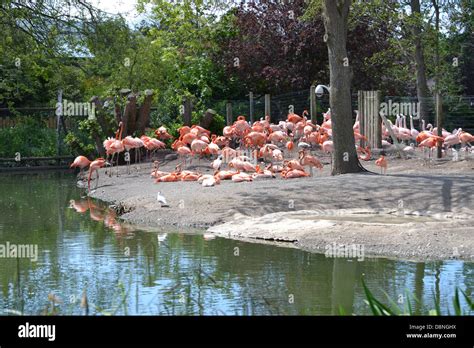 Flamingos At Chester Zoo Stock Photo Alamy