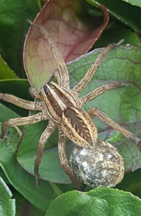 Garden Spider Brown | Fasci Garden