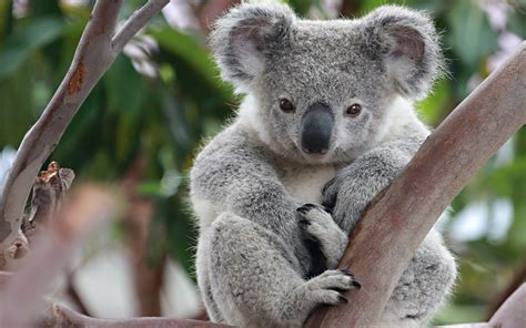 Cute Koala Wallpapers Top Free Cute Koala Backgrounds Wallpaperaccess