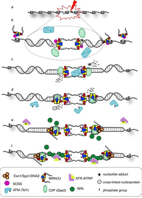 The Early Events Of DNA Damage Response When DNA Double Strand Break