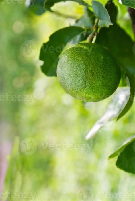 Green lemon on tree 11388950 Stock Photo at Vecteezy