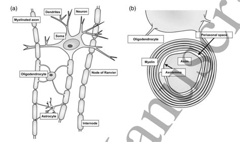 (a) Schematic representation of neurons with myelinated axons. (b ...