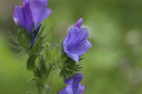 snake head snake images pixabay