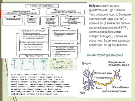 Анатомия человека Нервная система Тестирование ЕНТ базы 2021 2022 уч