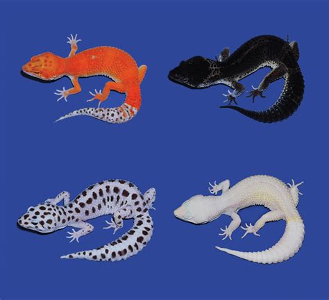 Leopard Gecko Skin Tumors Traced to Cancer Gene | HHMI