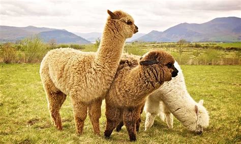 Alpaca Breeding Made Easier and More Profitable By Technology | Alpaca Breeders of Vermont